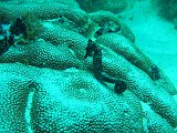 Curacao 04-12 132